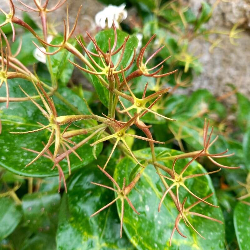 Jasmin