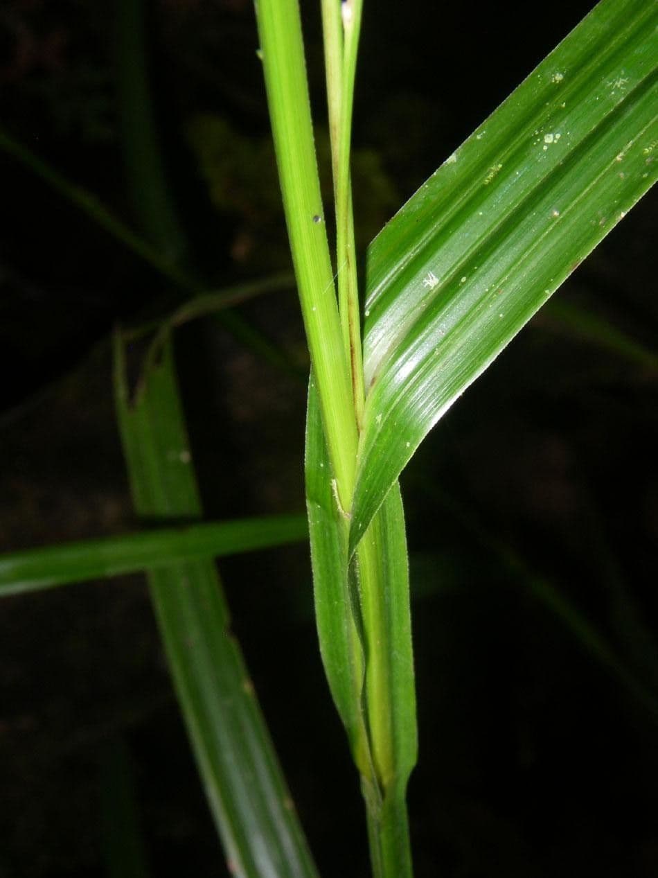 Scleria a piccoli frutti 11