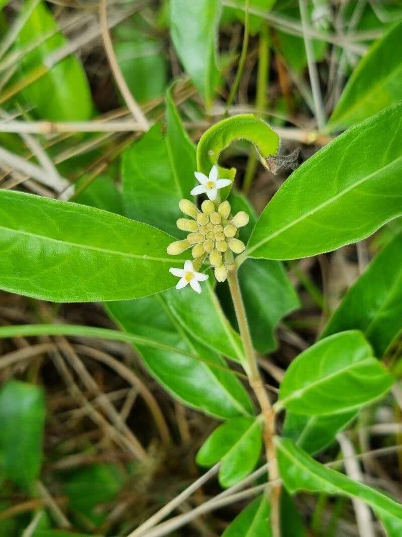 Morinda royoc 7