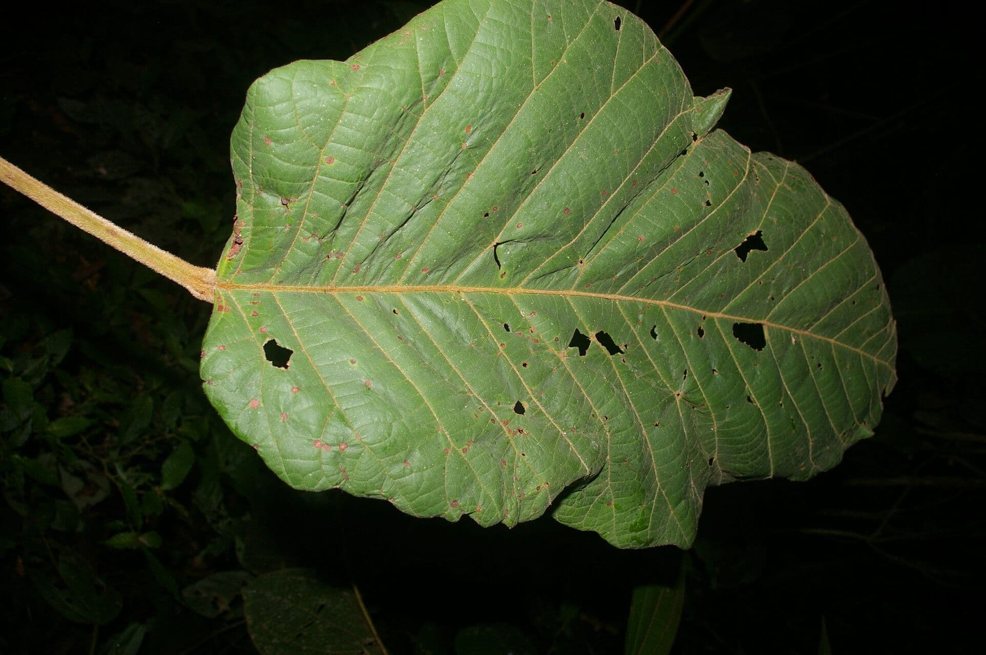 Sloanea 6
