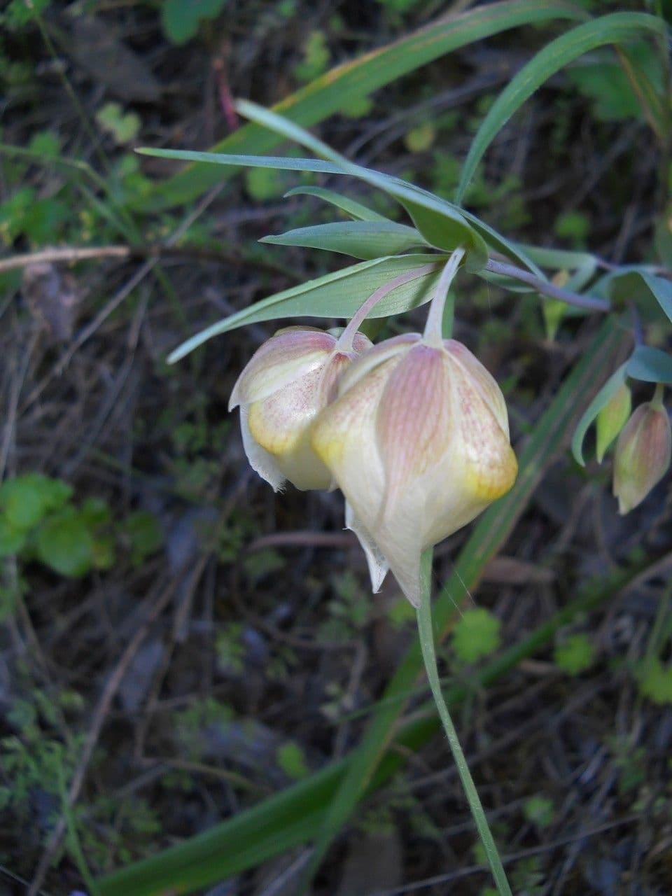 Calochortus 3