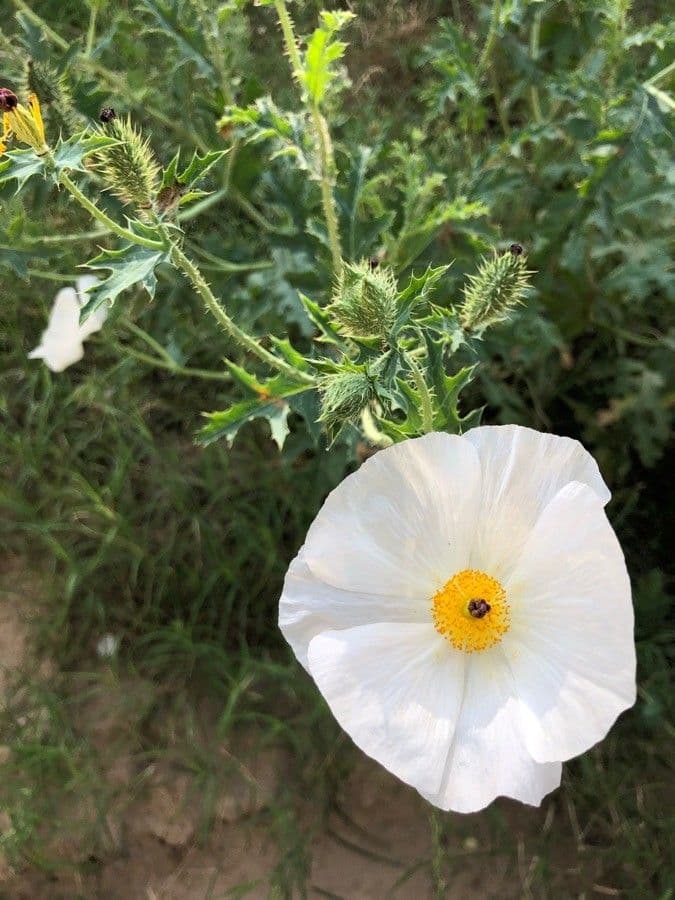 Argemone 10
