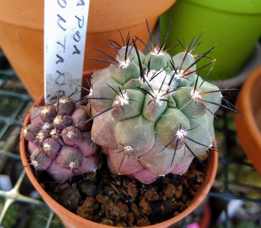 Berg-Kopiapoa 3