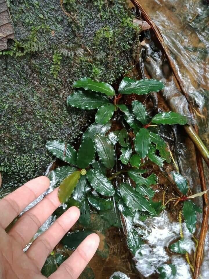 Bucephalandra