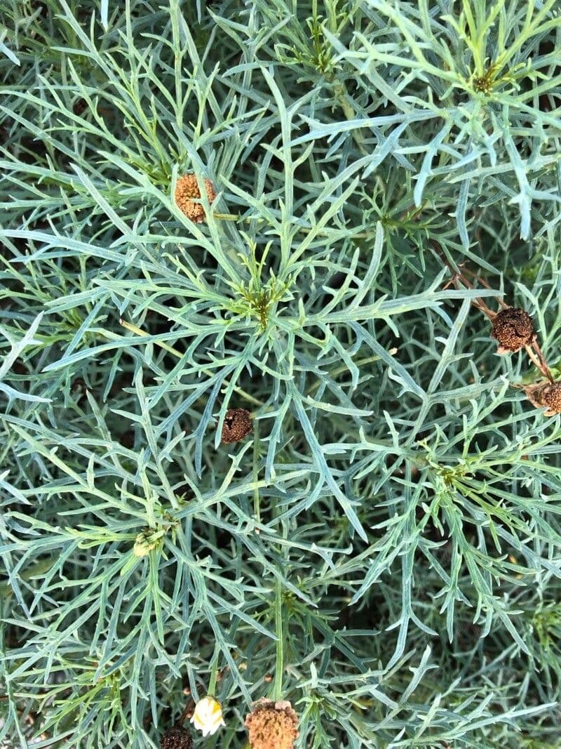 Thymophylla 11