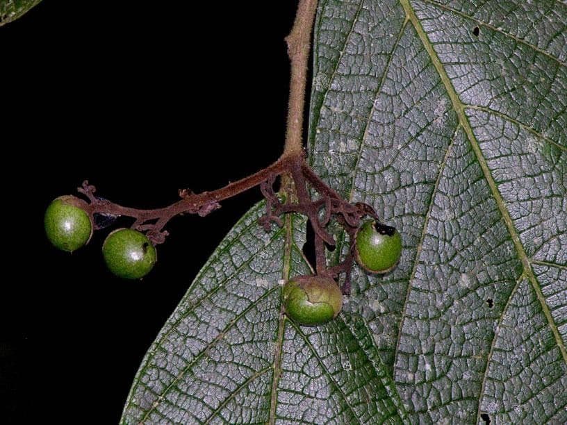 Cordia