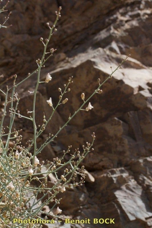 Acanthorrhinum 11