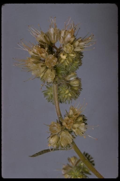Facelia 6