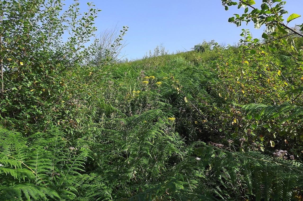 Bayonner Greiskraut 14