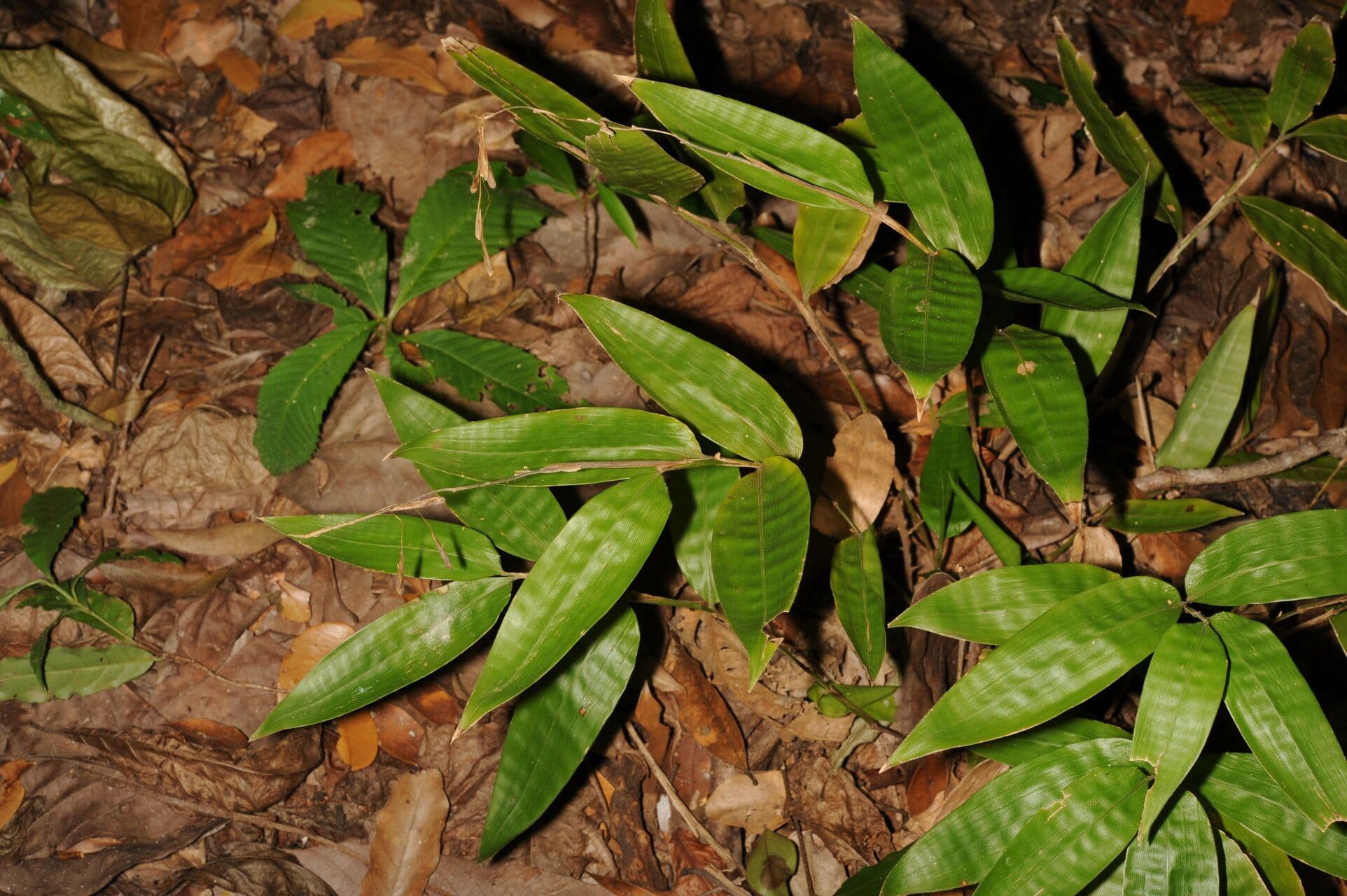 Streptochaeta 3