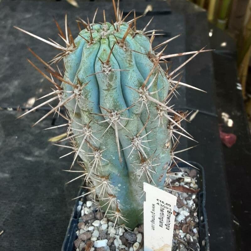 Browningia 5