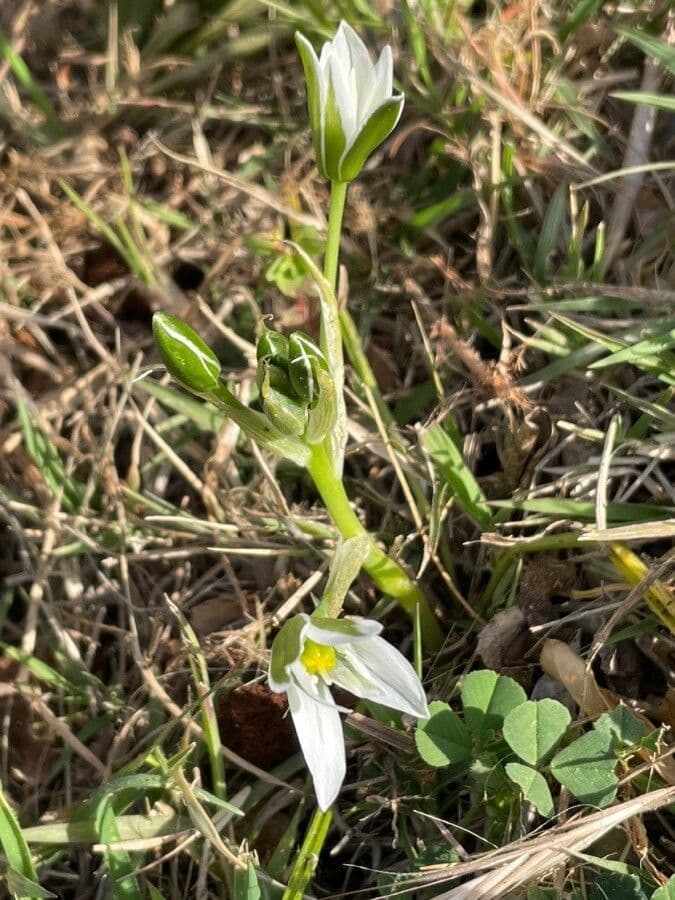 Ornithogale branchu 19