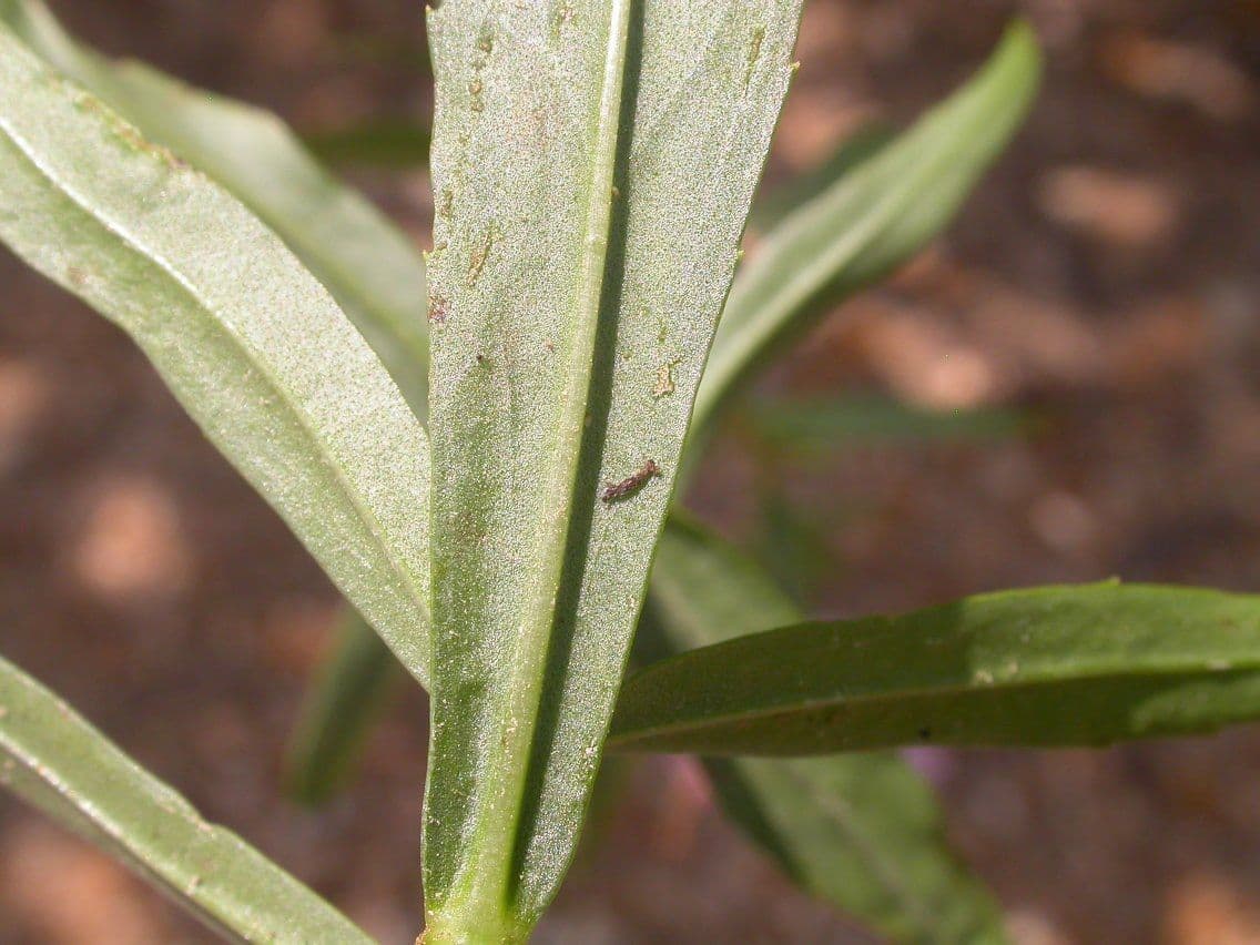 Physostegia virginiana 21