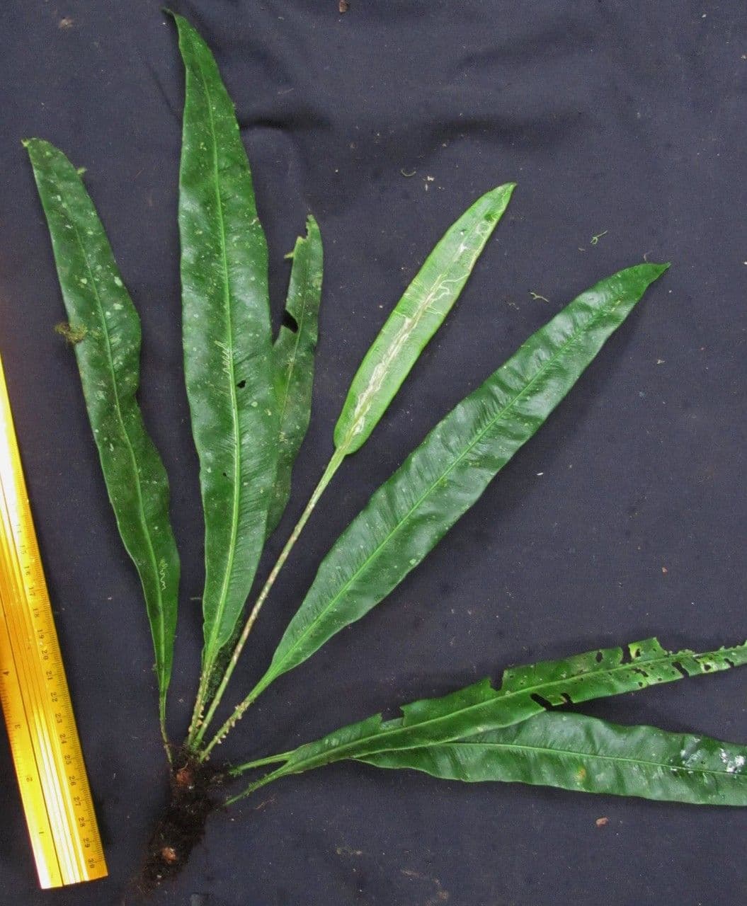 Elaphoglossum 10