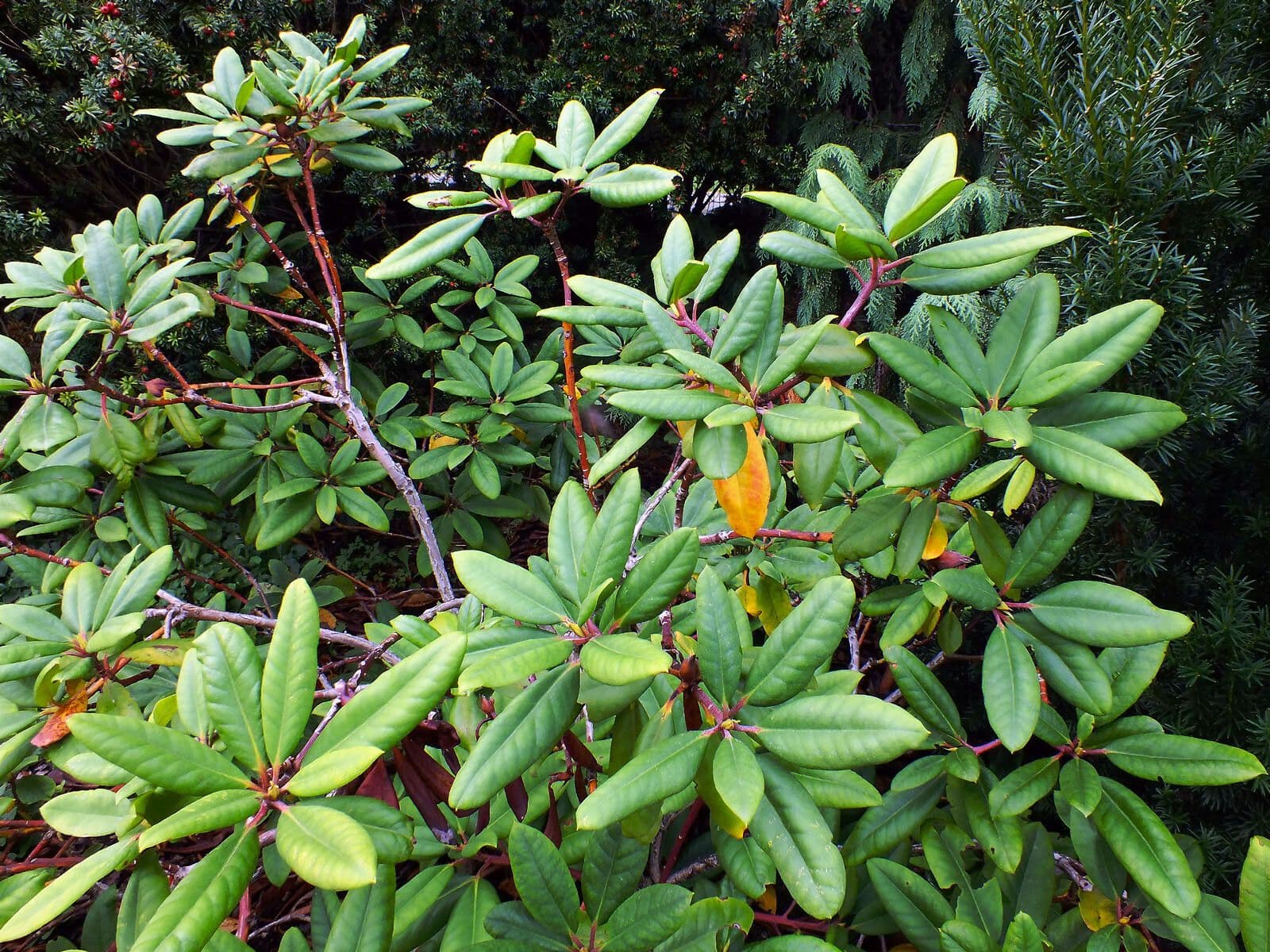 Rhododendron 11