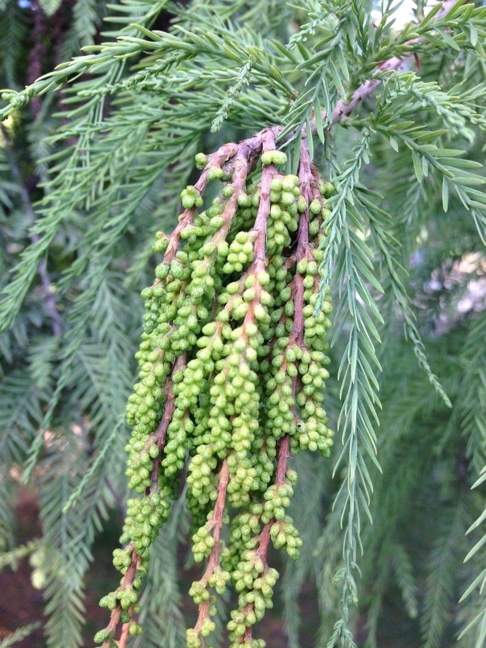 Cipresso calvo 9