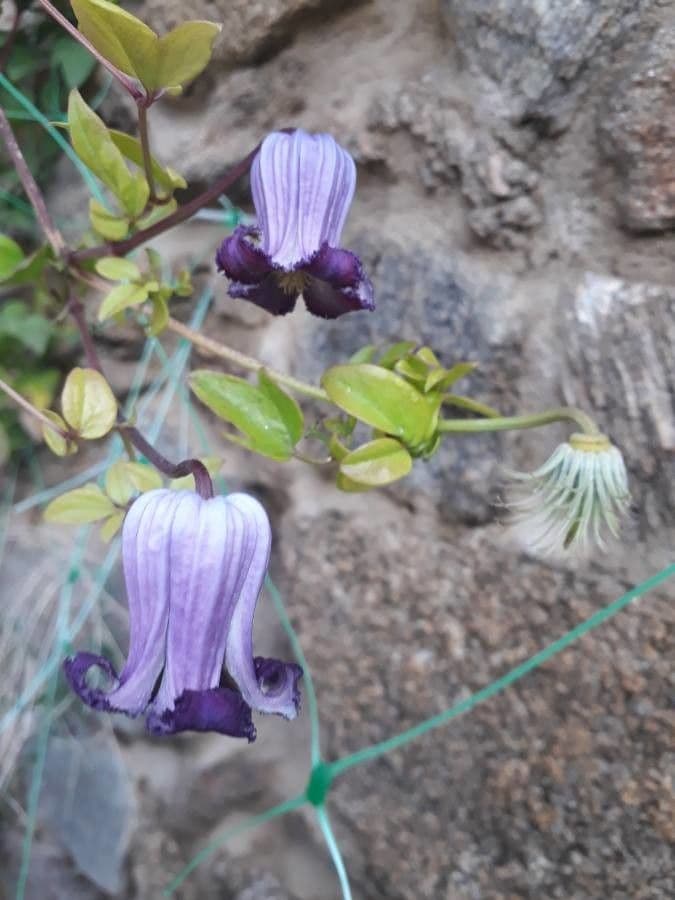 Clematis di Pitcher