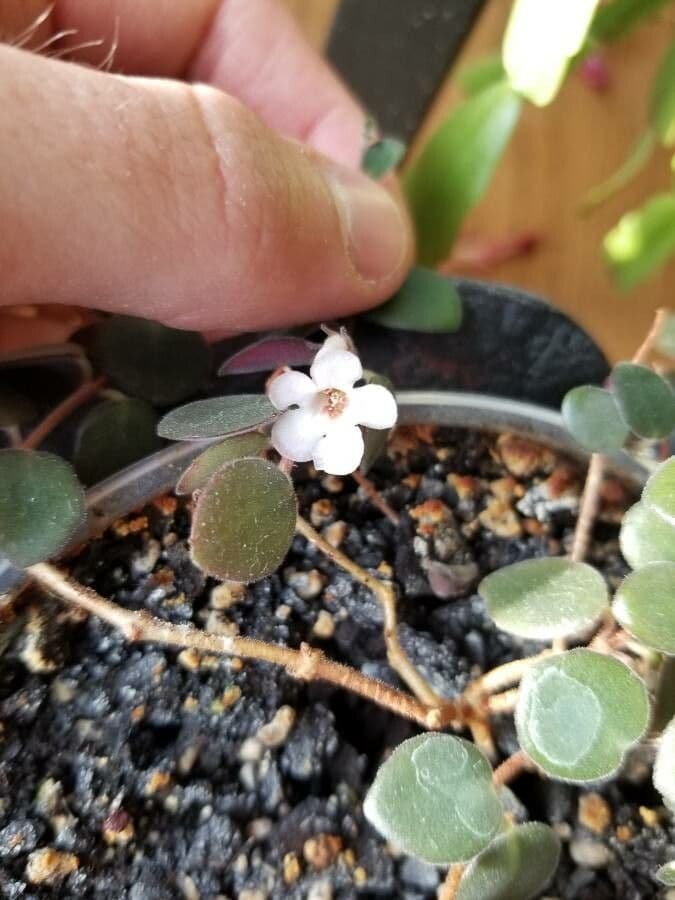 Codonanthe