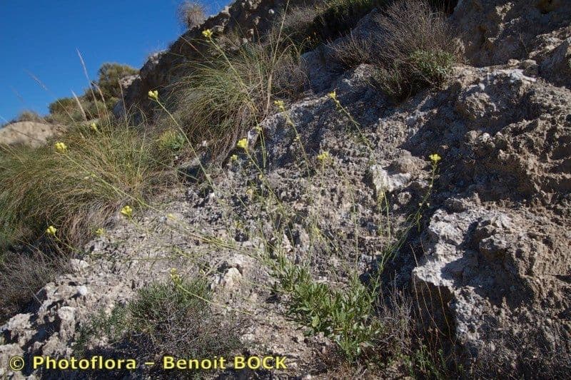 Diplotaxis harra 10