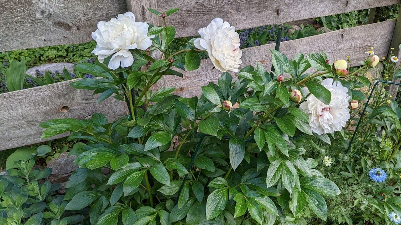 Peonia 13