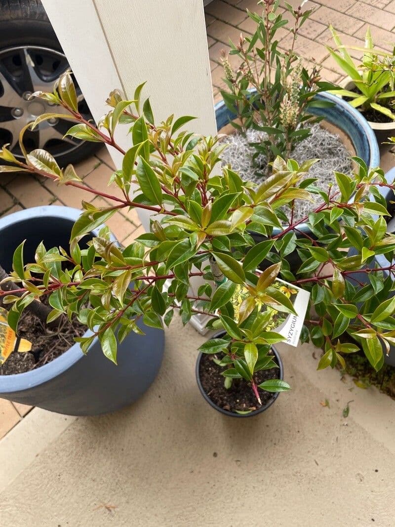 Syzygium 14
