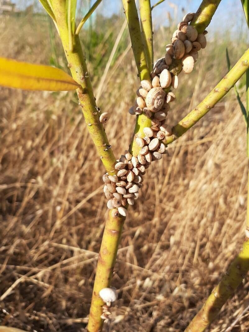 Gomphocarpus 21