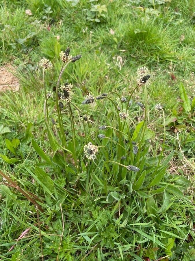 Piantaggine 11