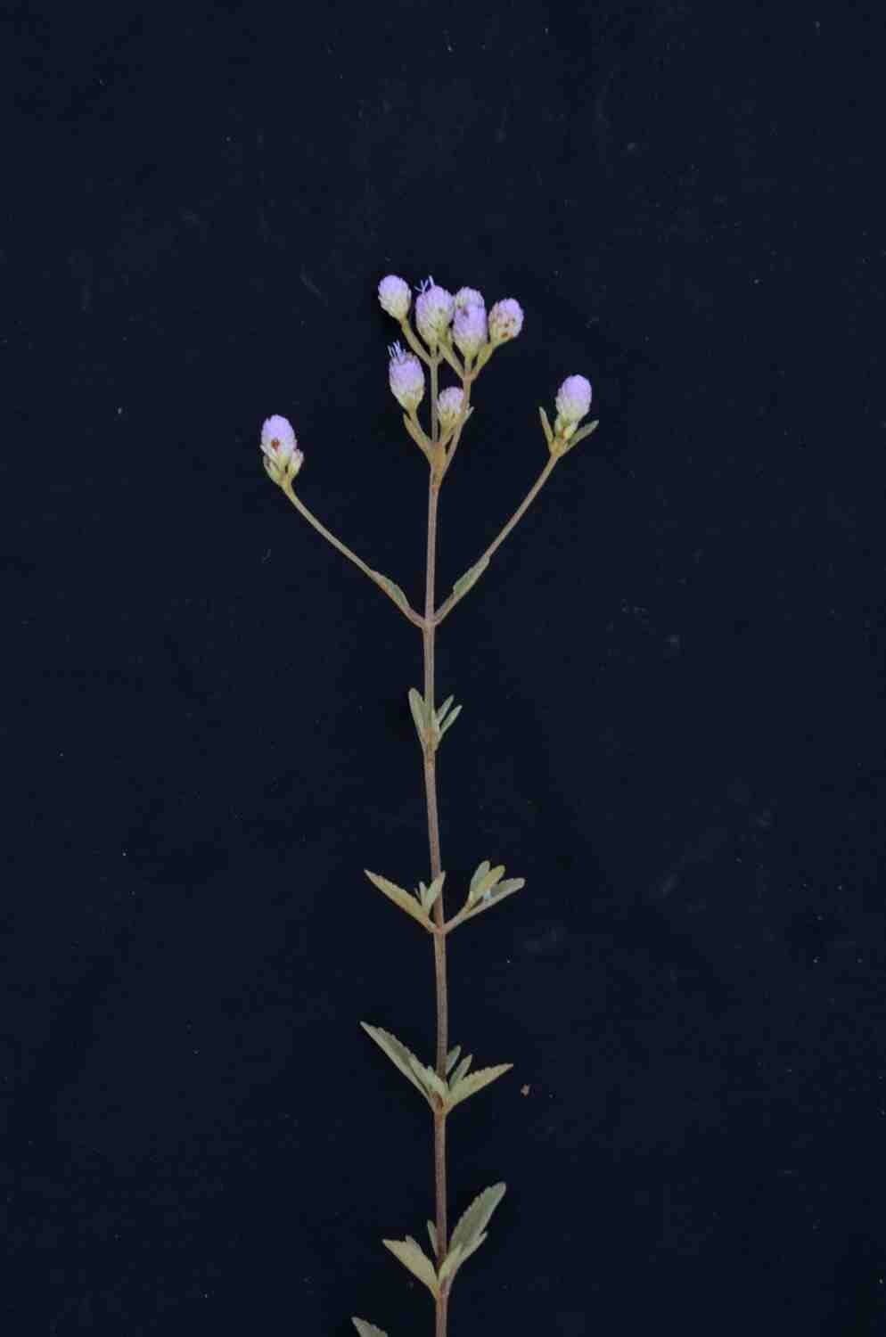 Chromolaena horminoides 6