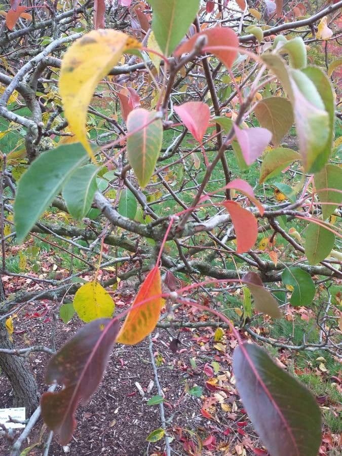 Birch-leaf pear 2