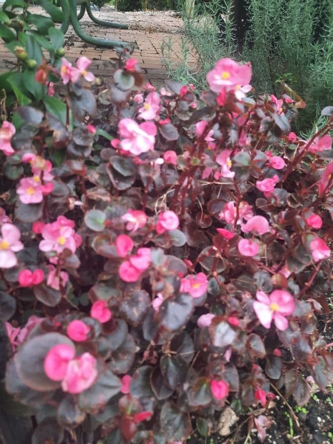 Begonia cucullata 18