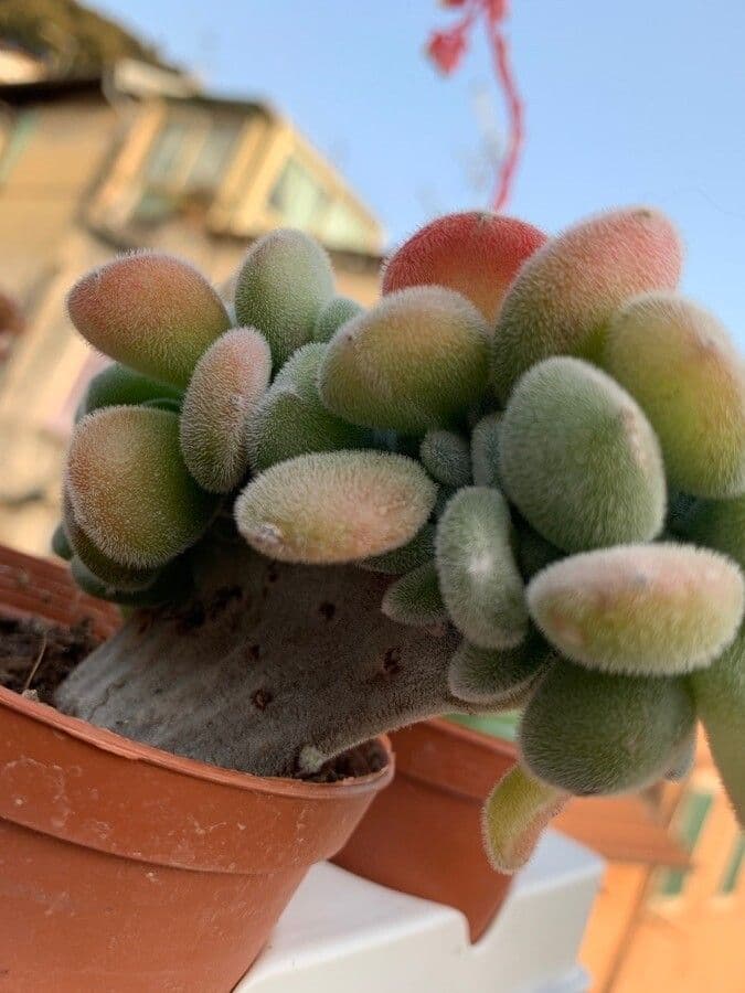 Echeveria 11