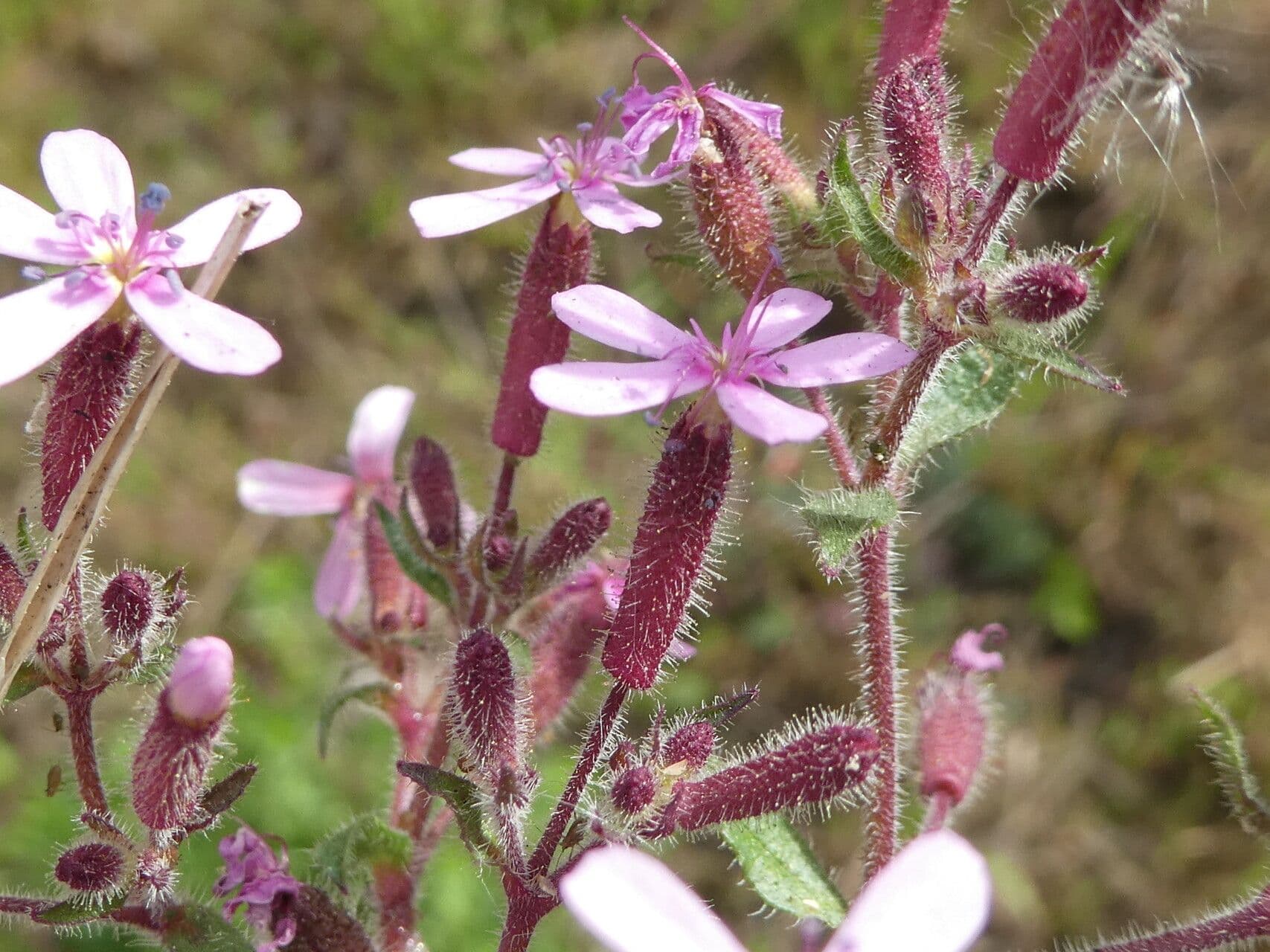 Saponaria rossa 30