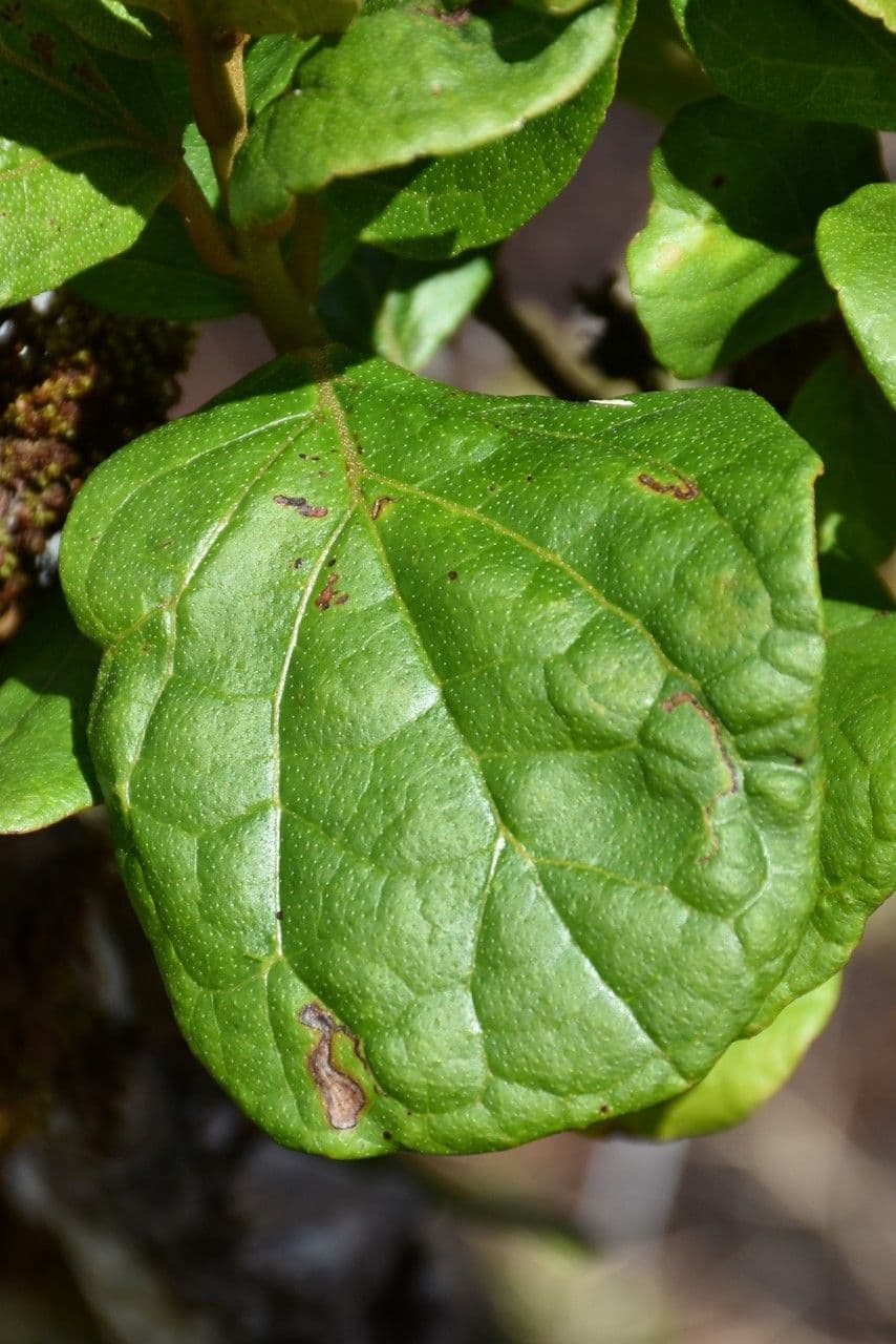 Croton 4