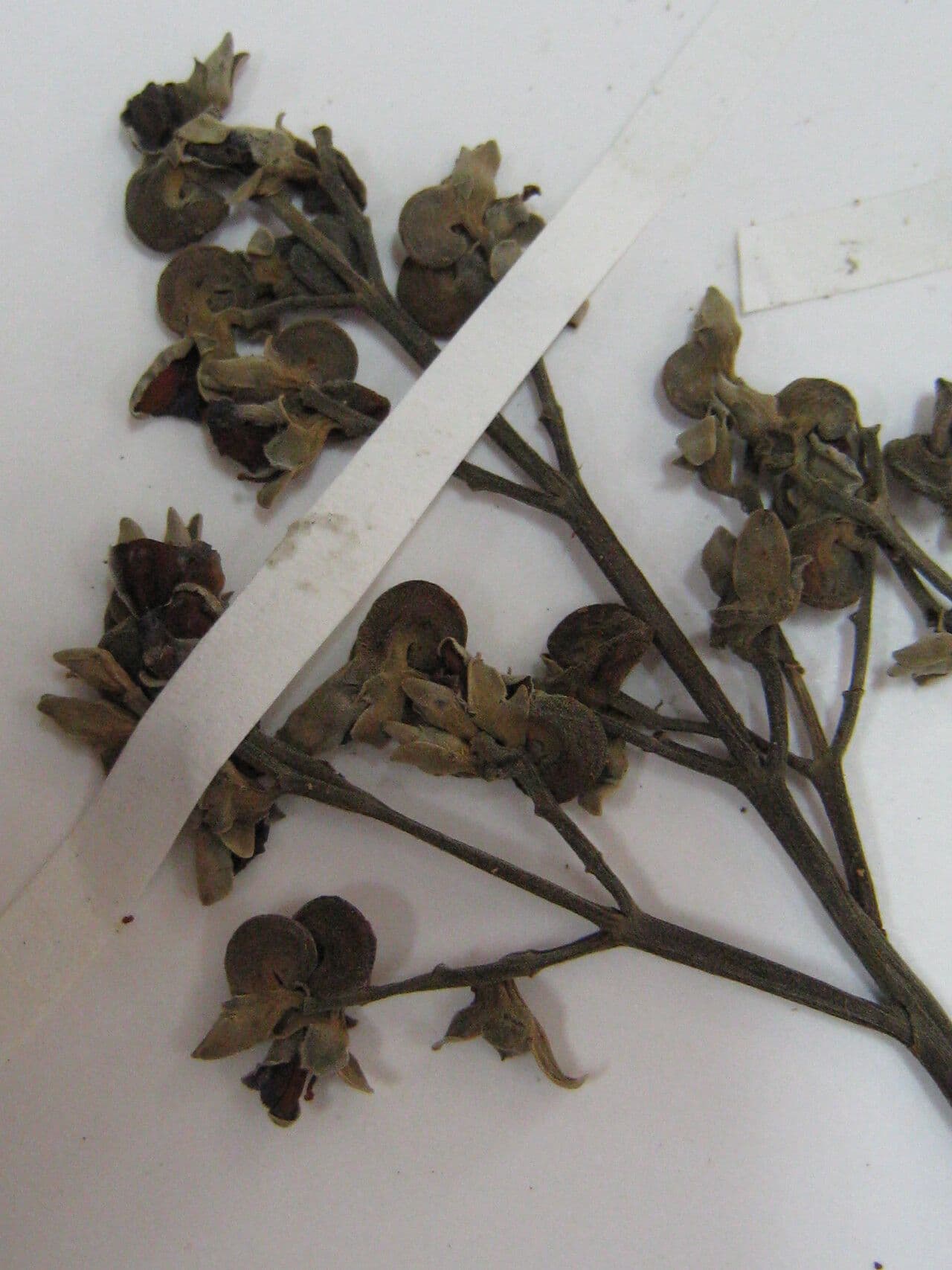 Erisma 7