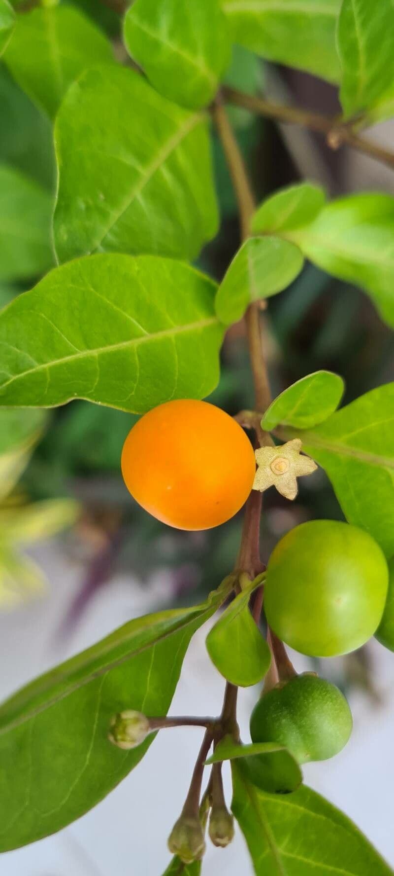 Solano de dos hojas