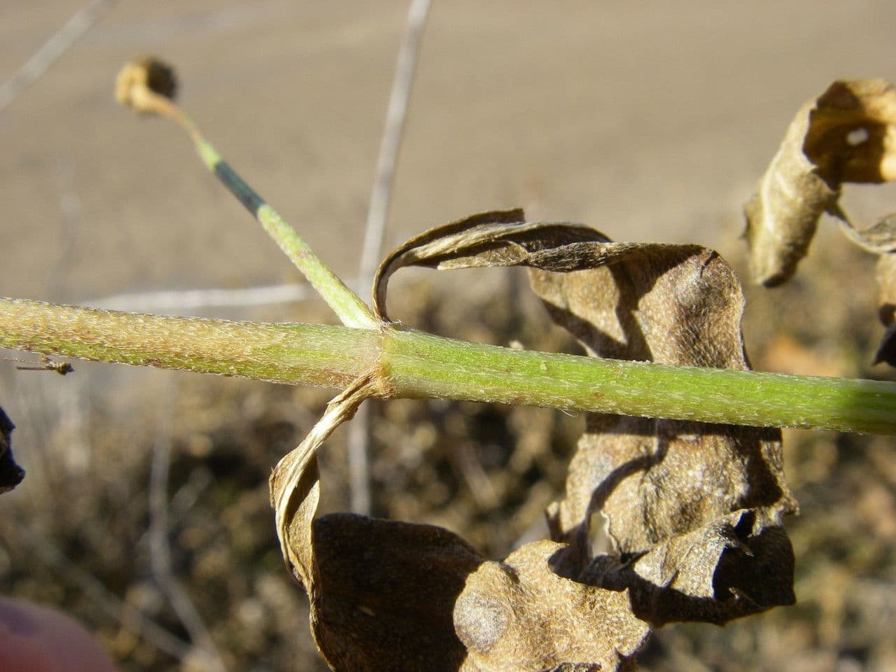 Lippia lanceolata 13