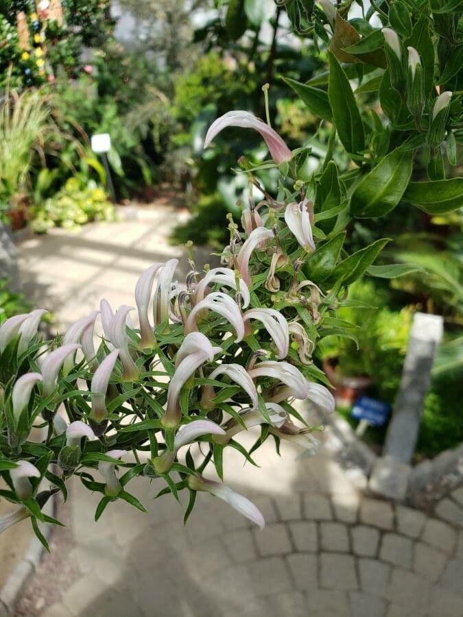 Lobelia