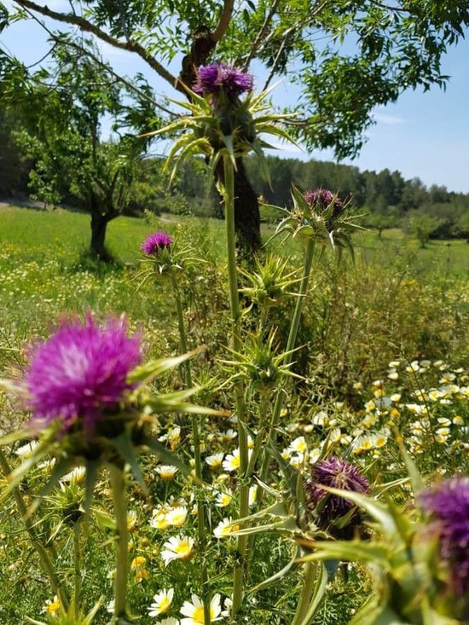 Mariendistel 11