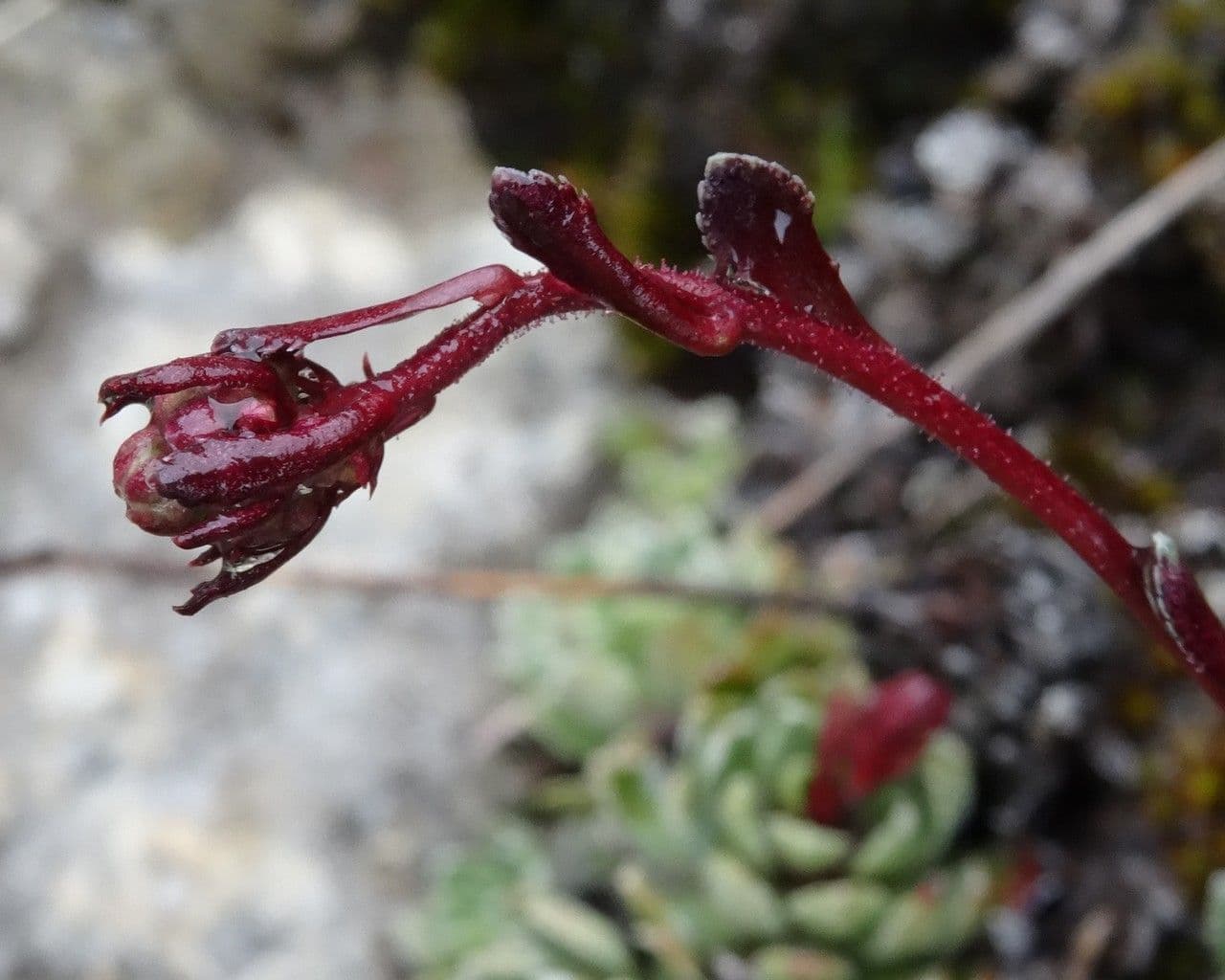 Saxifrage paniculée 3