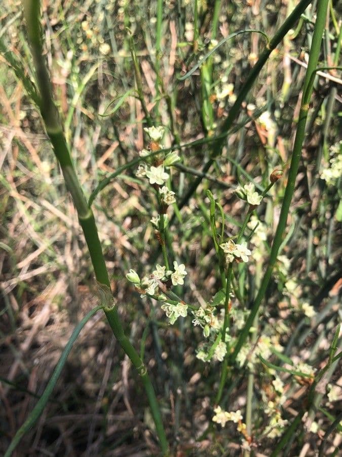 Duma florulenta