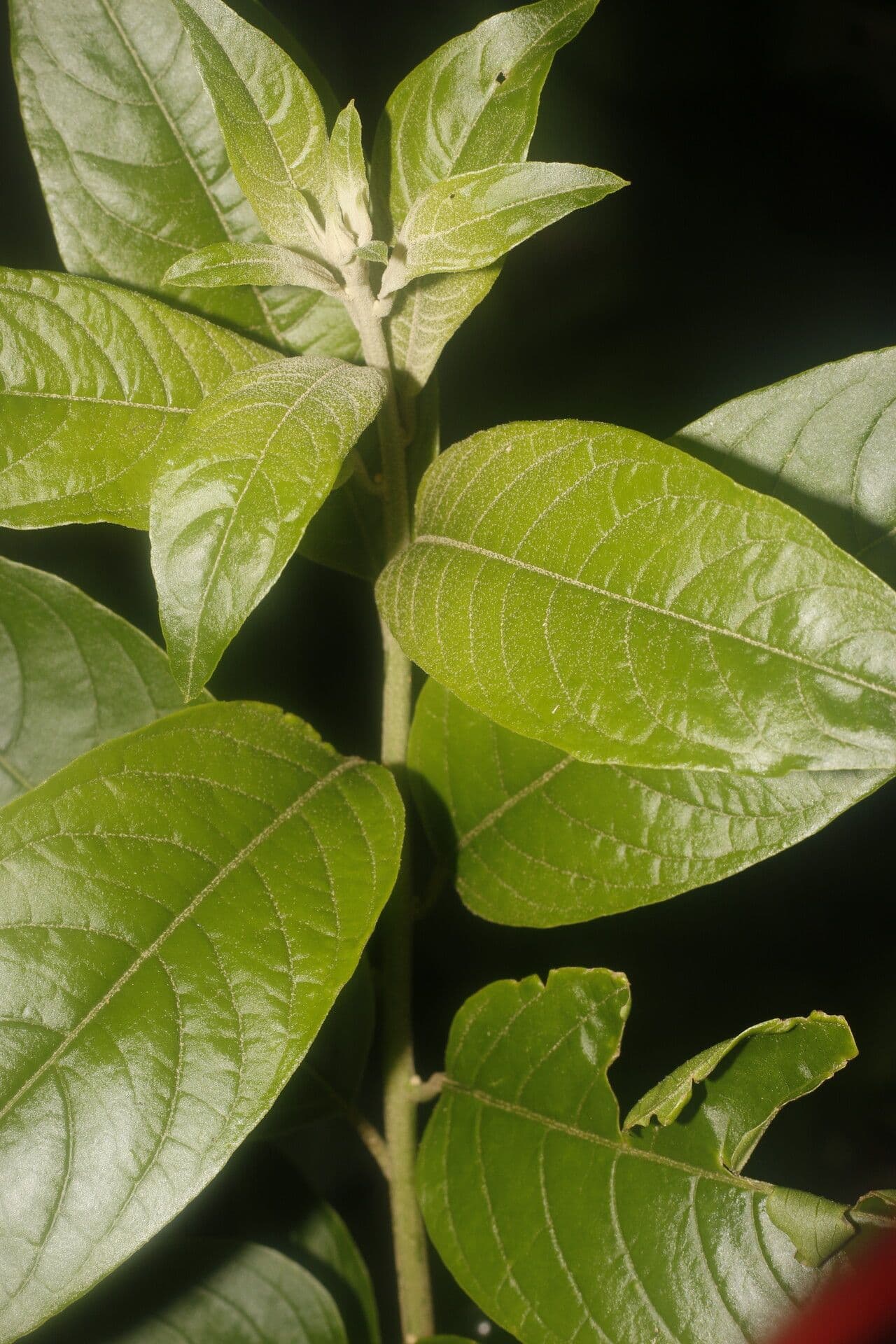 Cestrum 14