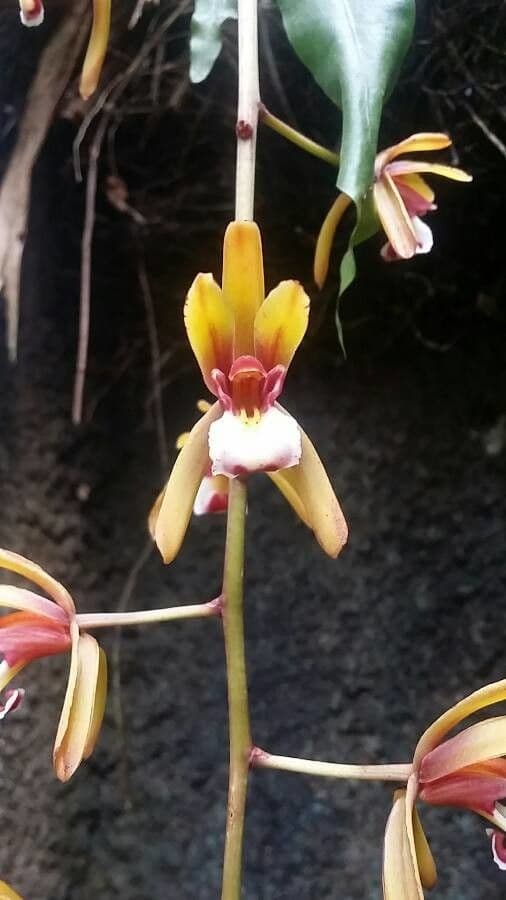 Cymbidium di Finlayson 4