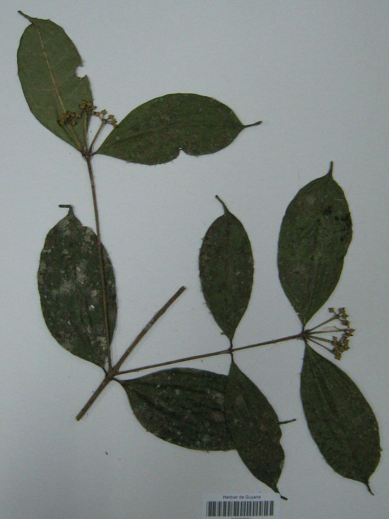 Faramea 3