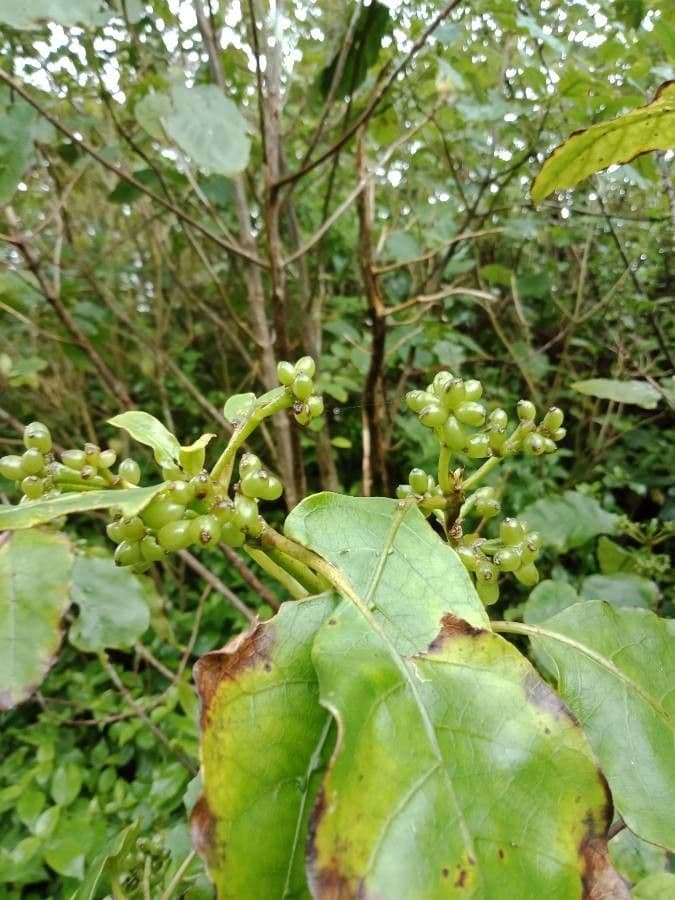 Coprosma robusta
