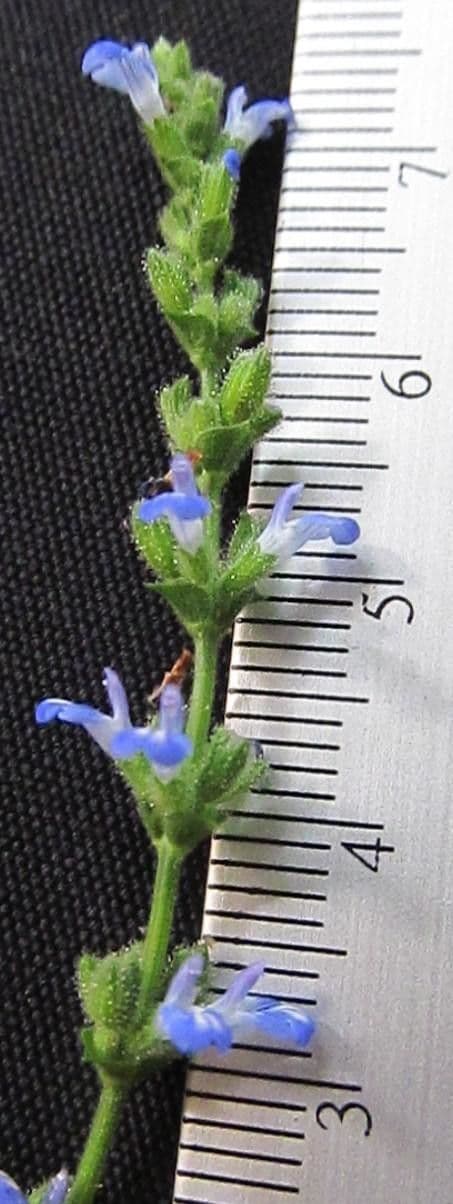 Salvia 14