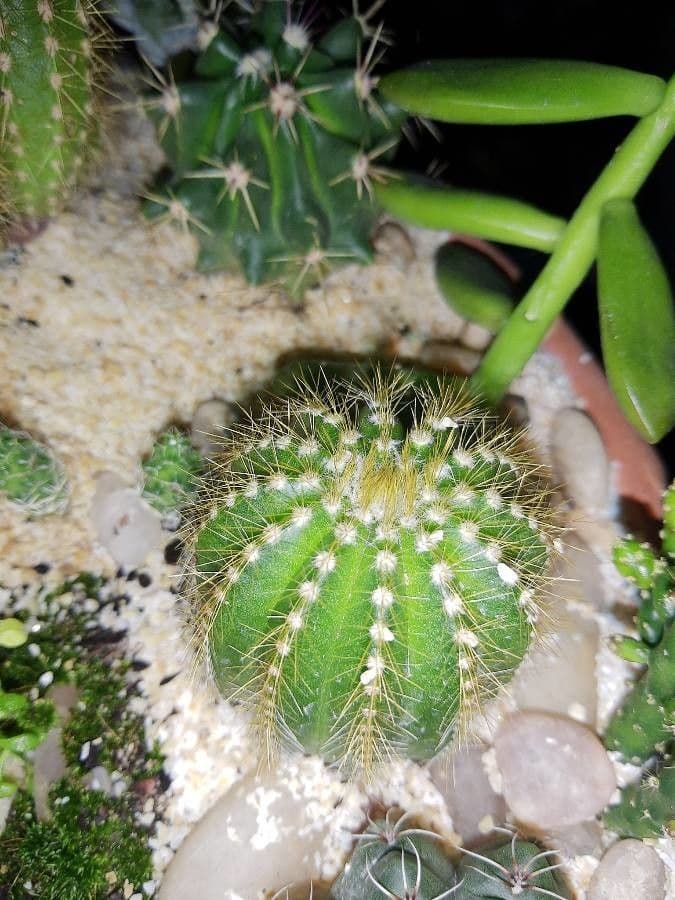 Coleocephalocereus 8