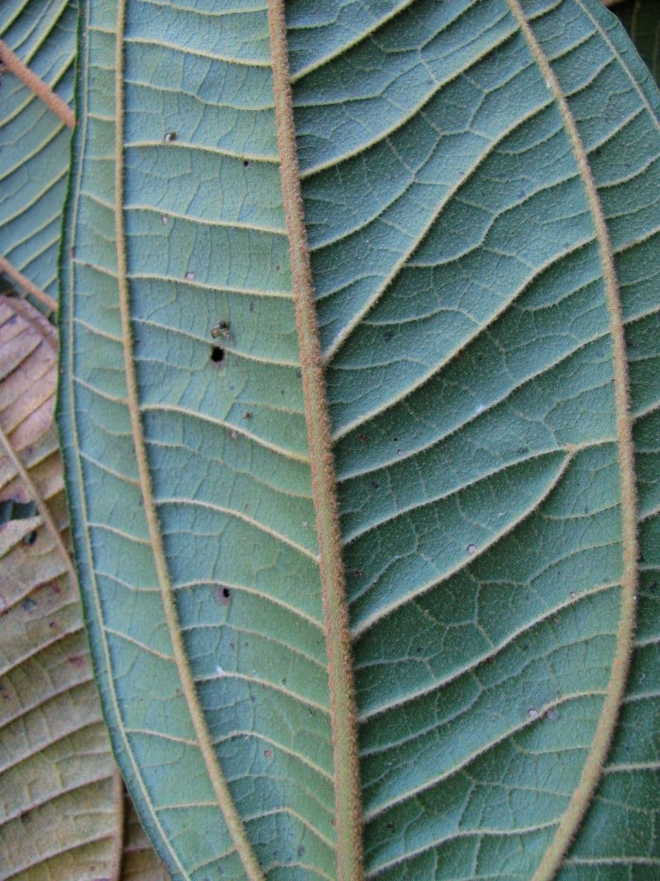 Miconia 7