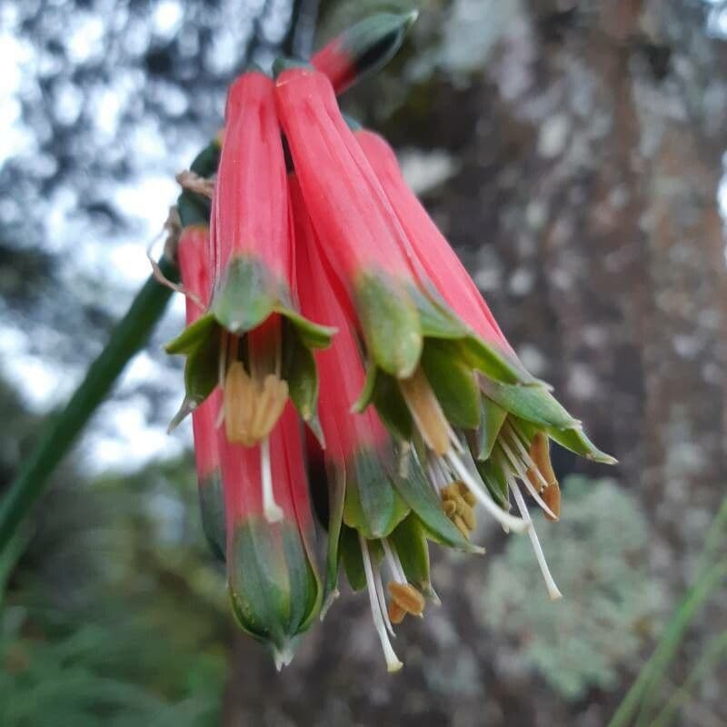Phaedranassa 3