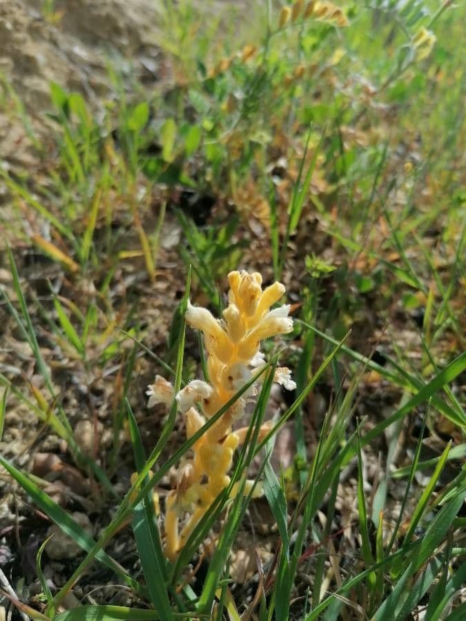 Succiamele garofanato 6
