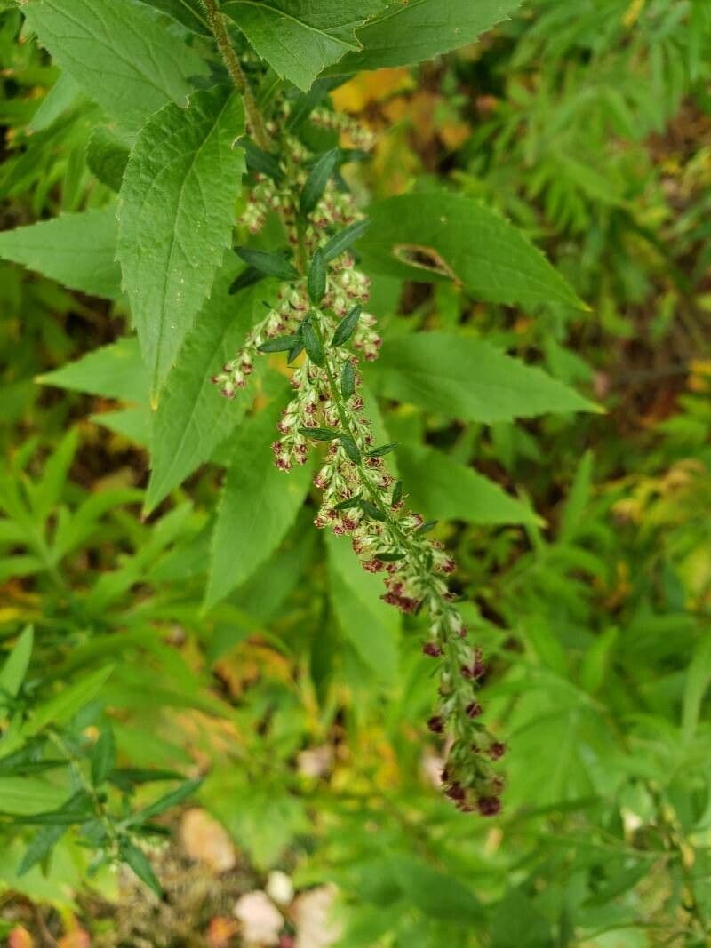 Ambrosia trifida 5